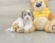 5 week old Shih Poo Puppy For Sale - Florida Fur Babies