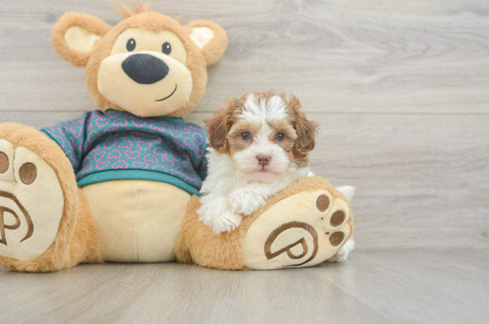 5 week old Shih Poo Puppy For Sale - Florida Fur Babies
