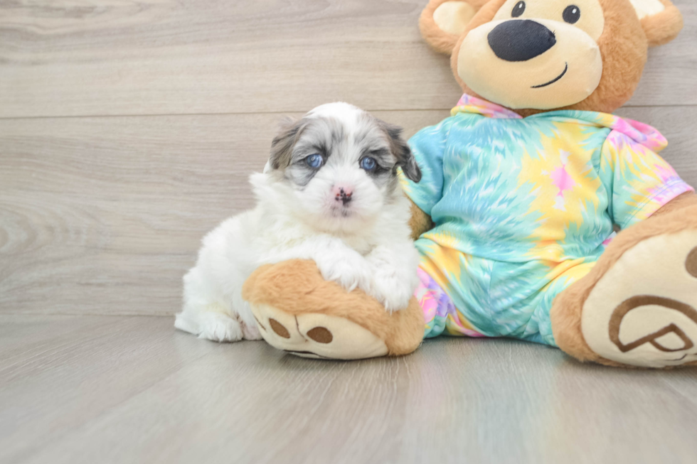 Popular Shih Poo Poodle Mix Pup