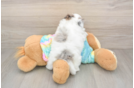 Sweet Shih Poo Baby
