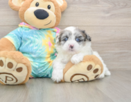 7 week old Shih Poo Puppy For Sale - Florida Fur Babies