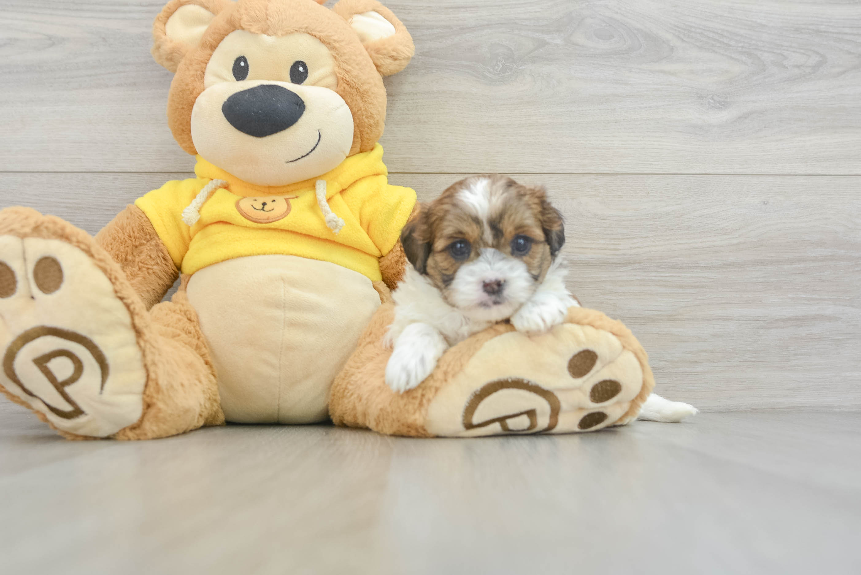 Best Shih Poo Baby
