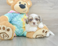 8 week old Shih Poo Puppy For Sale - Florida Fur Babies