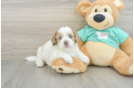 Shih Poo Puppy for Adoption
