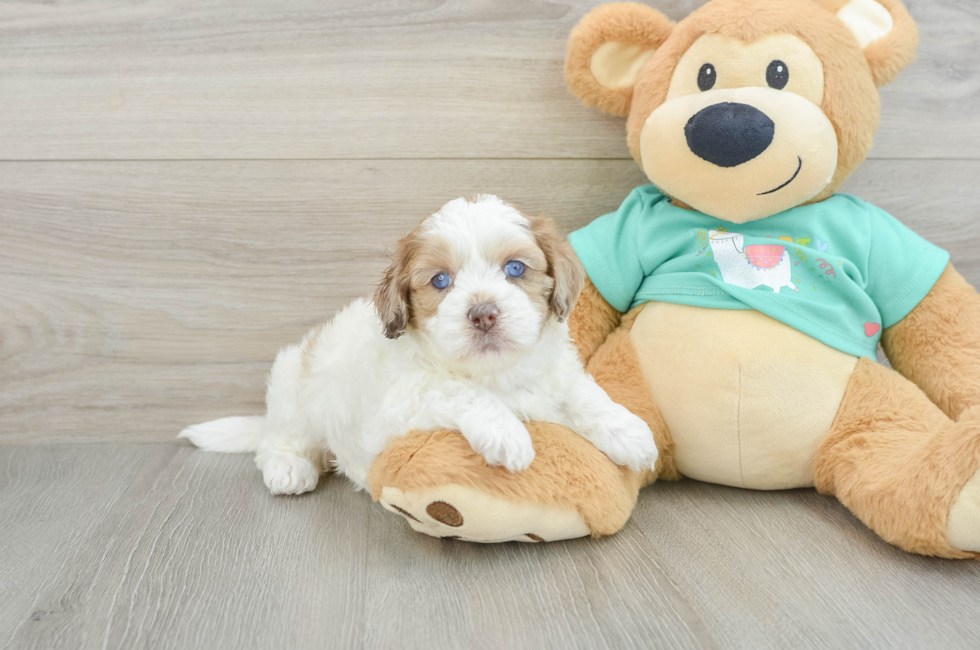 5 week old Shih Poo Puppy For Sale - Florida Fur Babies