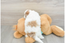 Little Shih Poo Poodle Mix Puppy