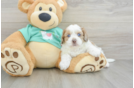 Shih Poo Puppy for Adoption