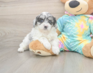 5 week old Shih Poo Puppy For Sale - Florida Fur Babies