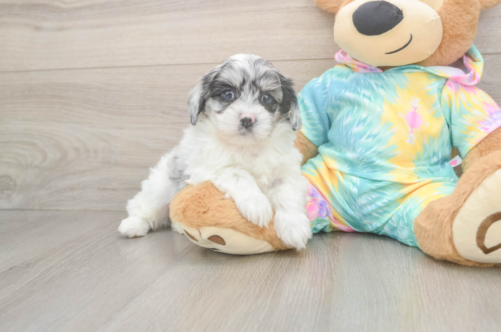 5 week old Shih Poo Puppy For Sale - Florida Fur Babies