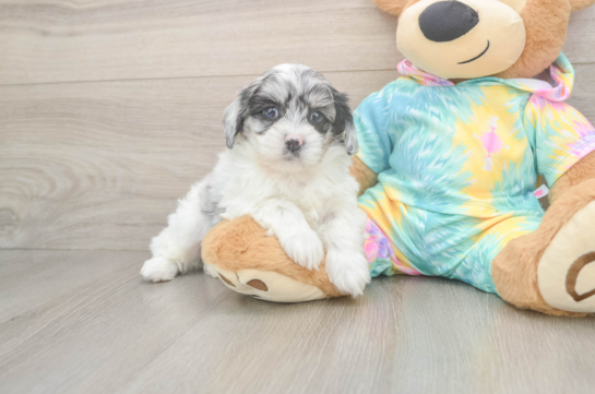 Little Shihpoo Poodle Mix Puppy