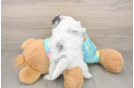 Shih Poo Puppy for Adoption