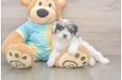 Best Shih Poo Baby