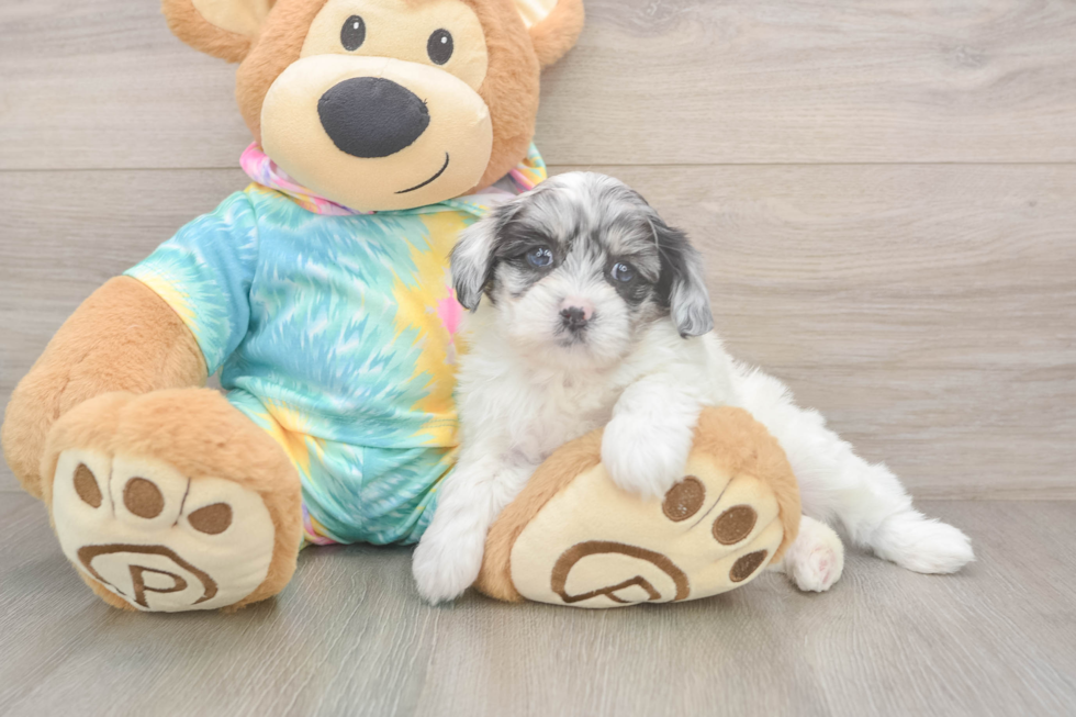 Best Shih Poo Baby
