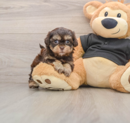 6 week old Shih Poo Puppy For Sale - Florida Fur Babies