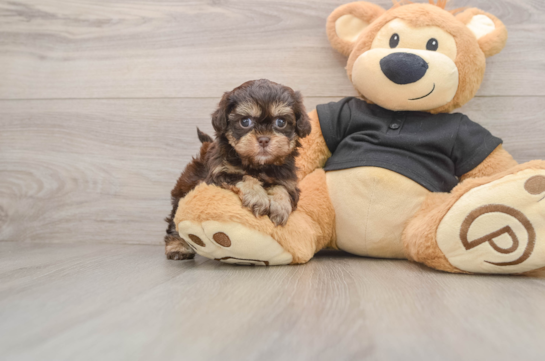 Shih Poo Puppy for Adoption