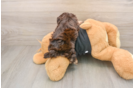 Best Shih Poo Baby