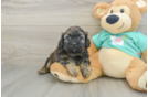 Playful Shihpoo Poodle Mix Puppy