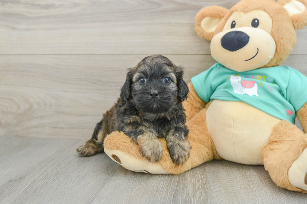 Playful Shihpoo Poodle Mix Puppy