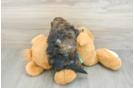 Shih Poo Pup Being Cute