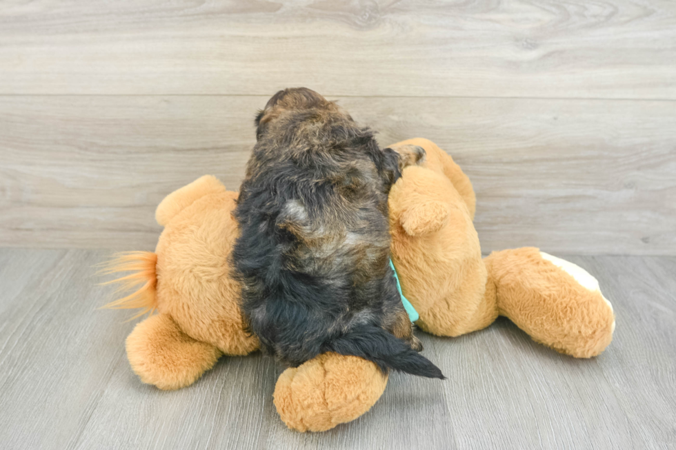 Shih Poo Pup Being Cute