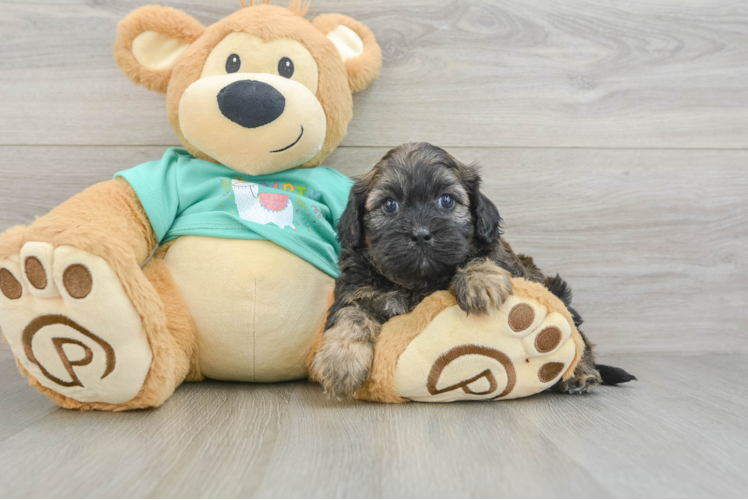 Adorable Shihpoo Poodle Mix Puppy