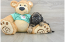 Adorable Shihpoo Poodle Mix Puppy