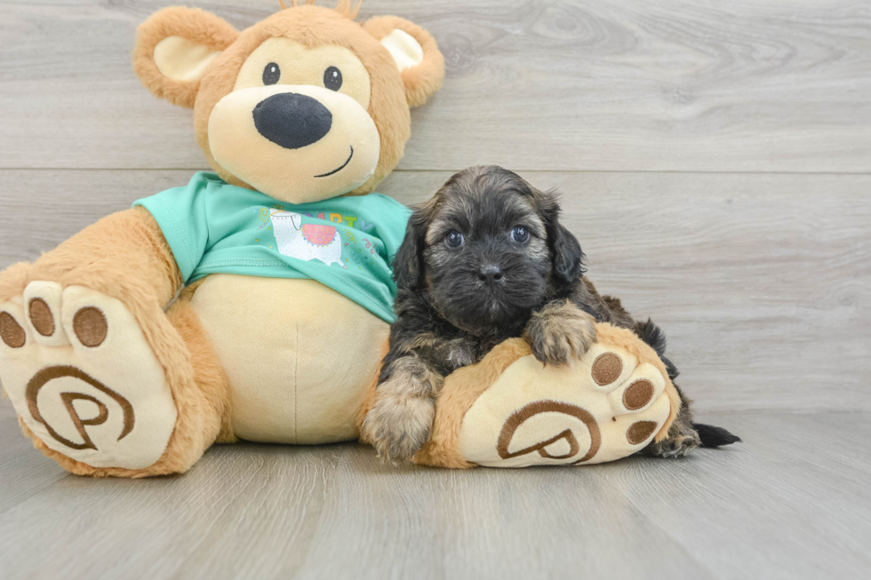 Adorable Shihpoo Poodle Mix Puppy