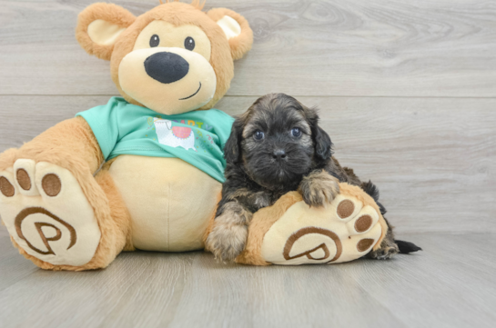 Adorable Shihpoo Poodle Mix Puppy