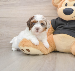 6 week old Shih Poo Puppy For Sale - Florida Fur Babies