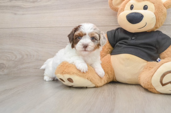 Best Shih Poo Baby