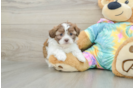 Popular Shih Poo Poodle Mix Pup