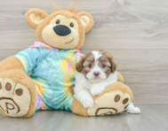 8 week old Shih Poo Puppy For Sale - Florida Fur Babies