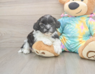 5 week old Shih Poo Puppy For Sale - Florida Fur Babies