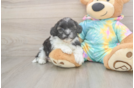 Shih Poo Puppy for Adoption