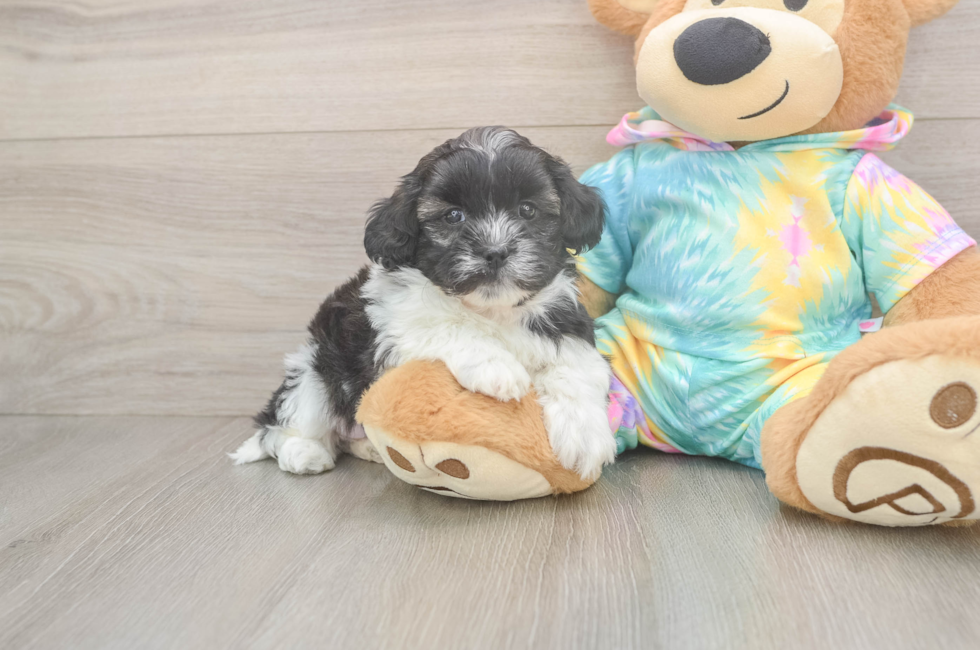 5 week old Shih Poo Puppy For Sale - Florida Fur Babies