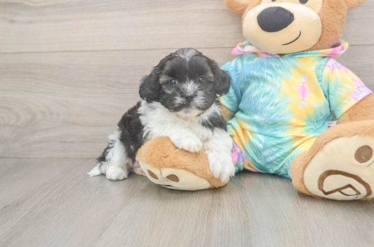 Shih Poo Puppy for Adoption