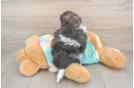 Shih Poo Puppy for Adoption