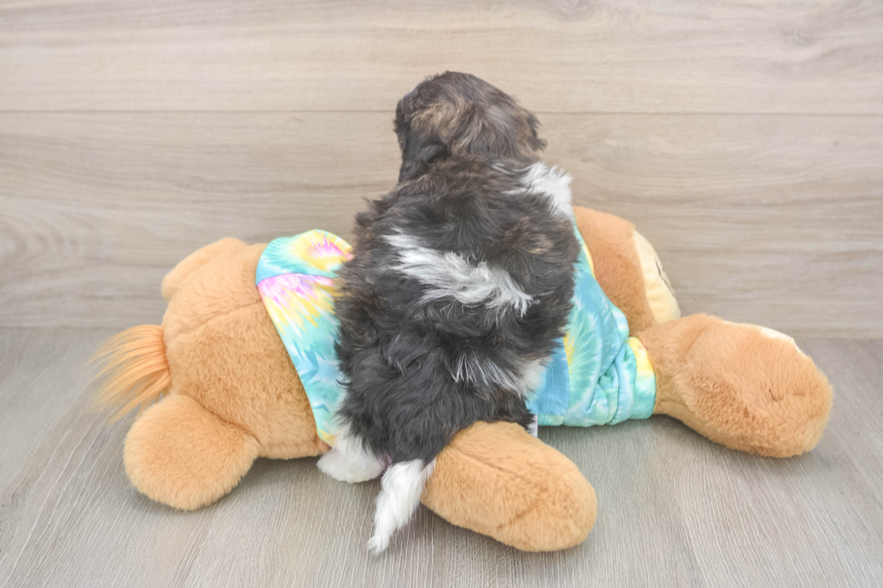 Shih Poo Puppy for Adoption