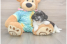 Funny Shih Poo Poodle Mix Pup