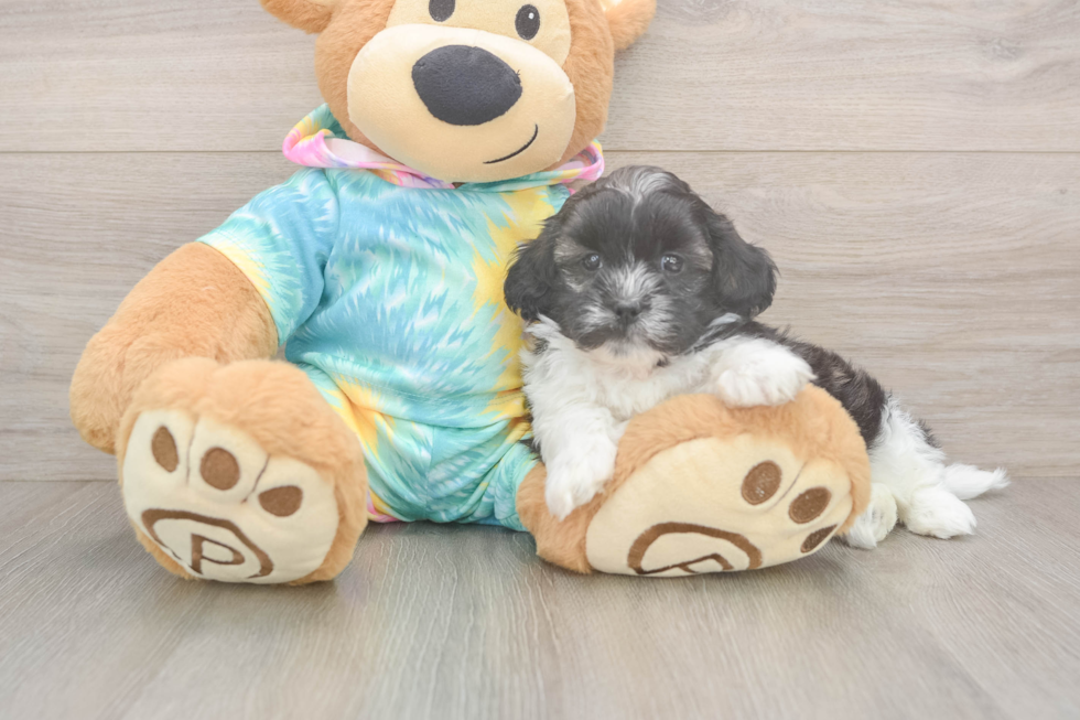 Funny Shih Poo Poodle Mix Pup