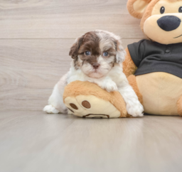 5 week old Shih Poo Puppy For Sale - Florida Fur Babies