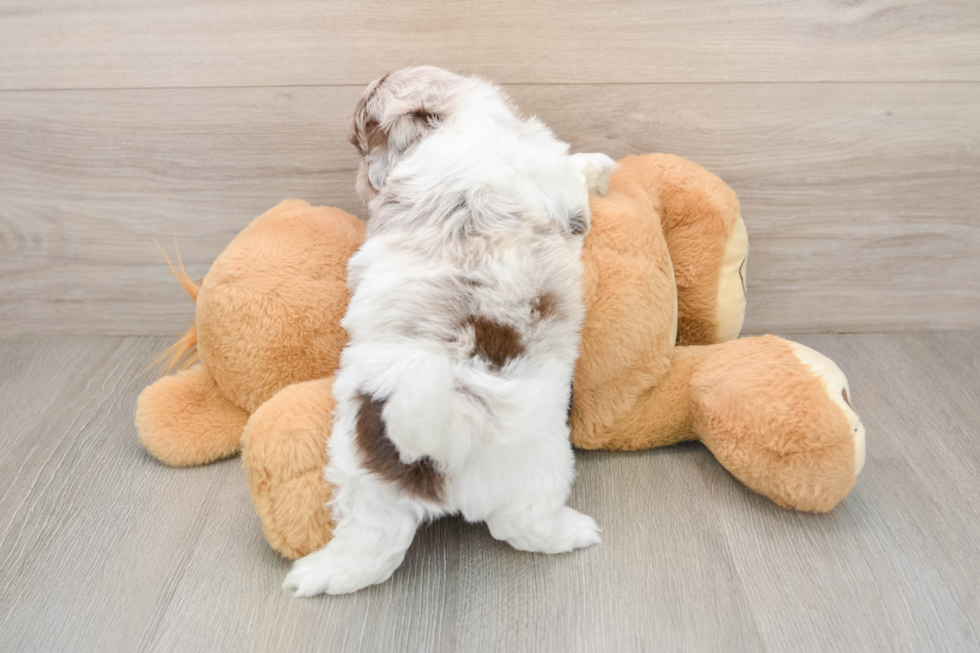 Shih Poo Pup Being Cute