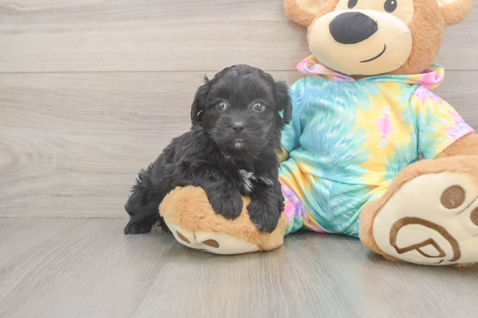 Shih Poo Puppy for Adoption