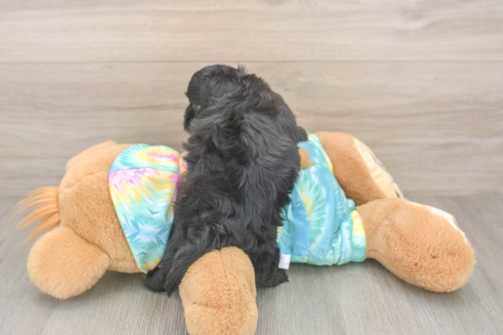 Shih Poo Pup Being Cute