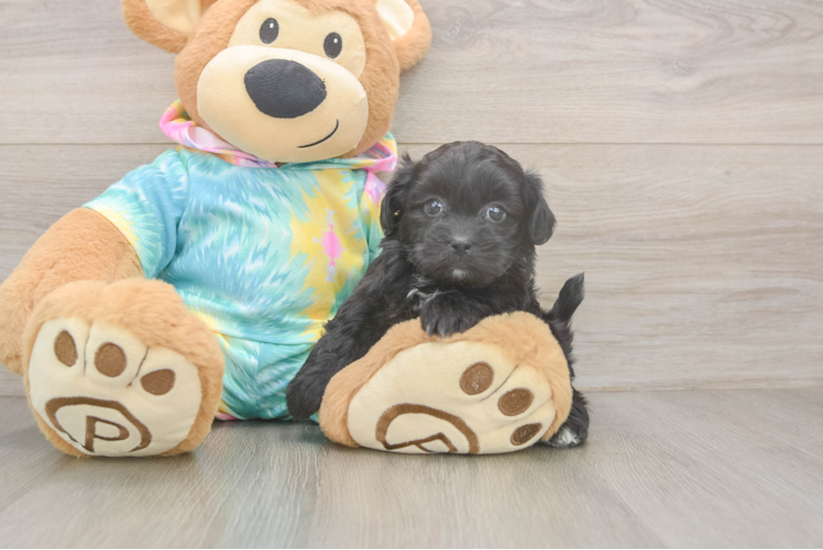 Hypoallergenic Shihpoo Poodle Mix Puppy