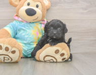 5 week old Shih Poo Puppy For Sale - Florida Fur Babies