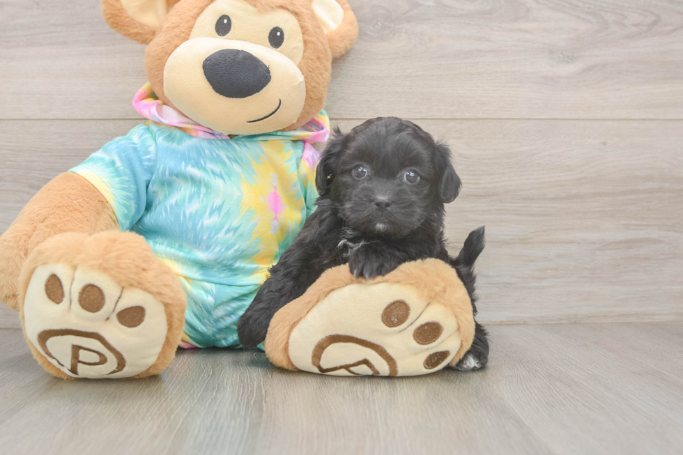 Hypoallergenic Shihpoo Poodle Mix Puppy