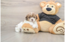 Shih Poo Puppy for Adoption