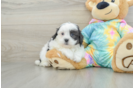 Petite Shih Poo Poodle Mix Pup