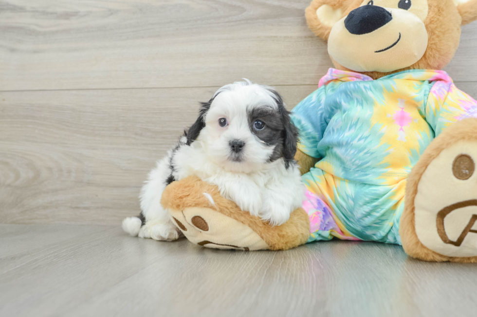 Petite Shih Poo Poodle Mix Pup